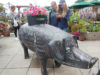 特集 パイクプレイス・マーケット 歴史と今 Pike Place Market Pig the Rachel