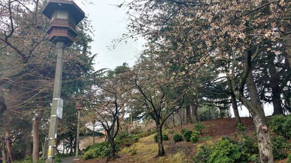 今年は遅咲き、日本桜開花