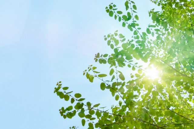 トレイルヘッド・ダイレクト 2024