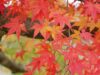 窪田ガーデンで紅葉ツアー