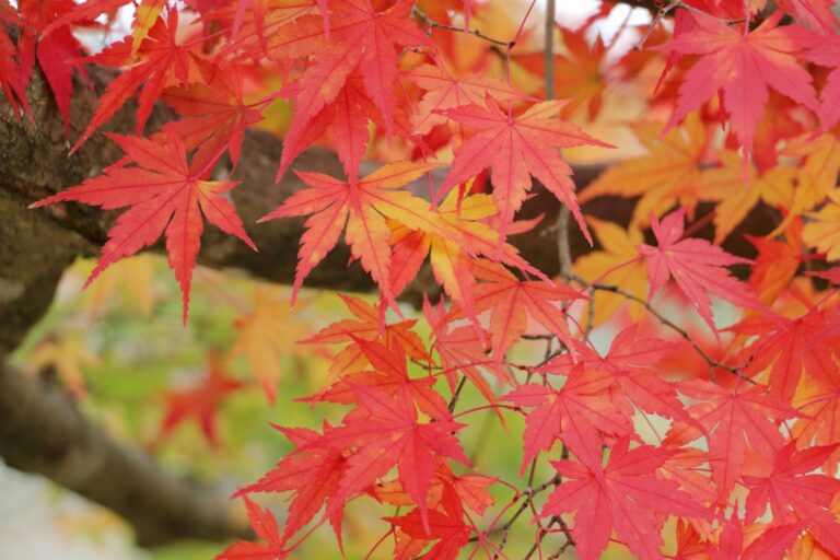 窪田ガーデンで紅葉ツアー