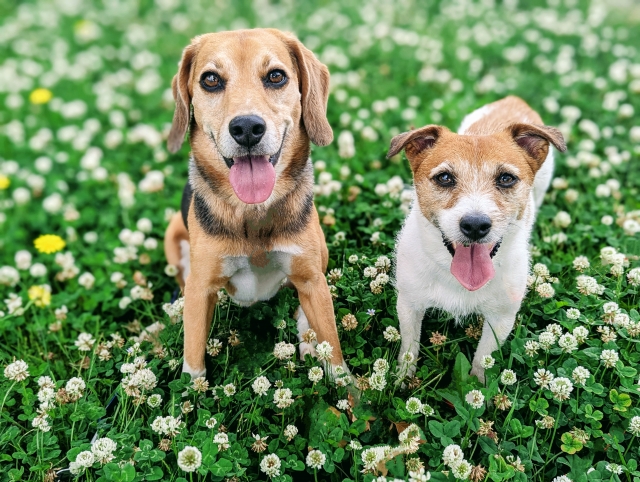 神護寺、灯篭送り盆法要とペット祈祷祭