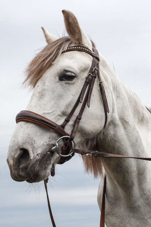 ウマくいくかも！？   ラッキーアイテム〜地球からの贈りもの〜宝石物語