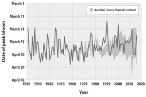 CHERRY-BLOSSOMS-peak-bloom-wash-dc-GRAY | Seattle’s Japanese Community News – North American Post