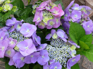 Hydrangea-2880px-Bauernhortensie_Wochenmarkt-copy | Seattle’s Japanese Community News – North American Post