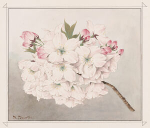 master-pnp-ppmsca-57300-57371u-copy | Seattle’s Japanese Community News – North American Post