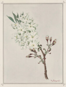 master-pnp-ppss-00800-00842u-copy | Seattle’s Japanese Community News – North American Post