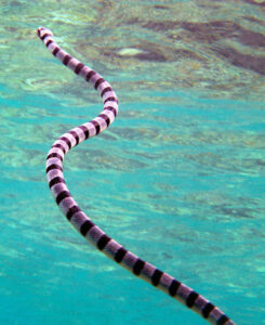 Laticauda_colubrina_Wakatobi2-PS-ADJ | Seattle’s Japanese Community News – North American Post