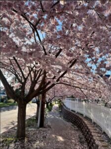 Screenshot | Seattle’s Japanese Community News – North American Post