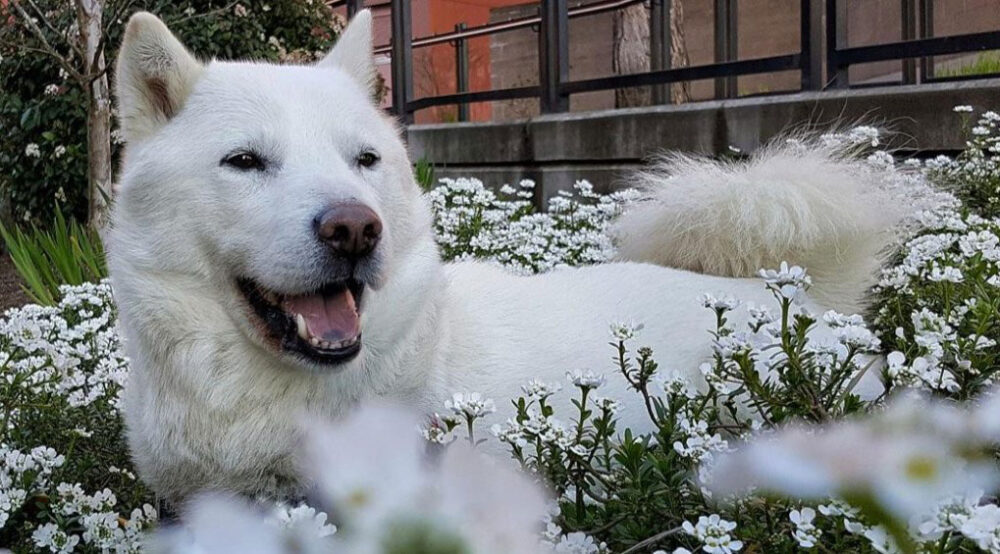 Vendors〜Seattle Cherry Blossome & Japanese Cultural Festival 2026