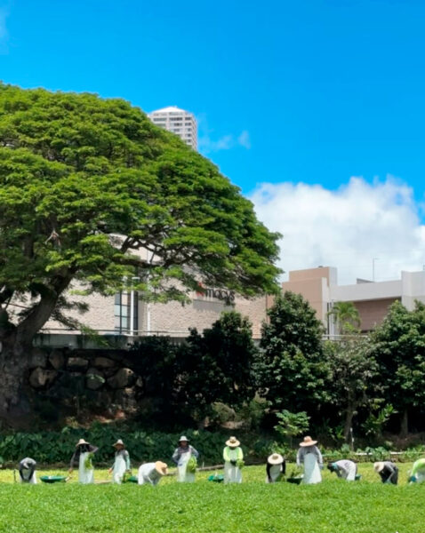 Group of gardeners wearing wide-brim hats tending a grassy field under a large tree, with buildings in the background.