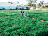 From Issei Hands to Yonsei Hearts: The Living Legacy of Sumida Farm, Vol.1 Four people walking along a paved path through a lush green field of crops, with a white building and palm trees in the distance.