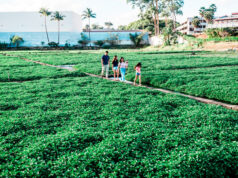 From Issei Hands to Yonsei Hearts: The Living Legacy of Sumida Farm, Vol.1 Four people walking along a paved path through a lush green field of crops, with a white building and palm trees in the distance.