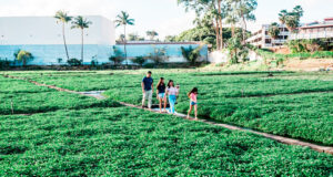 Four people walking along a paved path through a lush green field of crops, with a white building and palm trees in the distance.