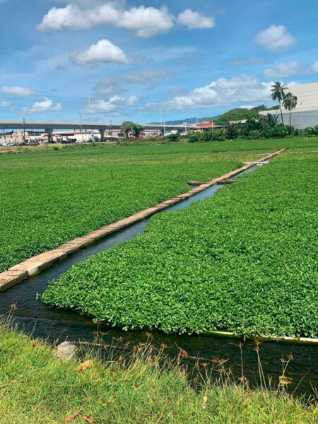 Wide canal bordered by dense floating green vegetation; a stone walkway runs through the water with a town and blue sky in the background.