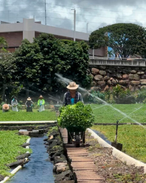 Gardener in hat watering a row of shrubs in a park with sprinklers, a narrow irrigation canal beside a wooden path